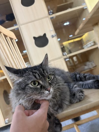 猫猫狗狗（一）