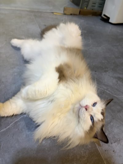猫猫狗狗（一）